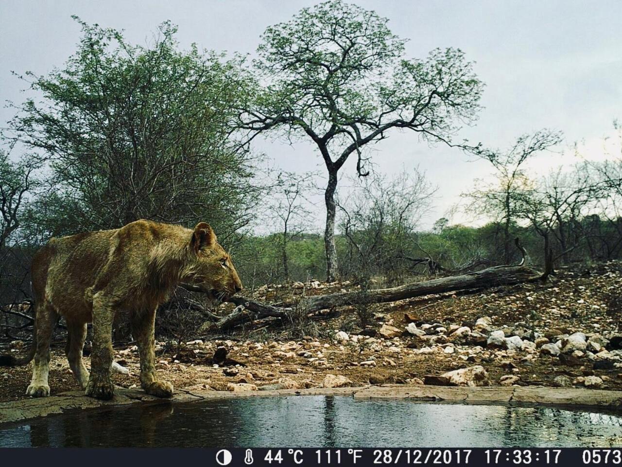 Parsons Hilltop Safari Camp Заповедник Балуле Экстерьер фото