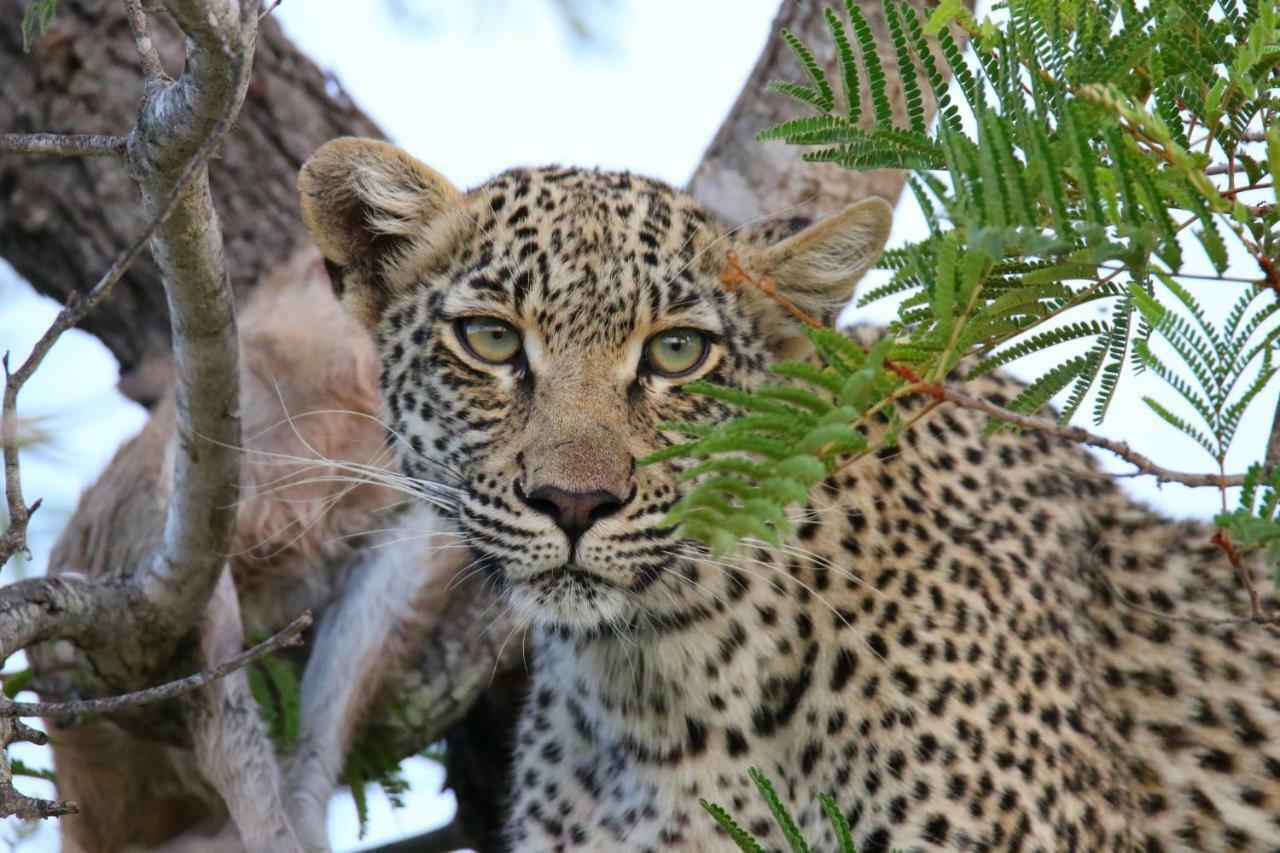Parsons Hilltop Safari Camp Заповедник Балуле Экстерьер фото